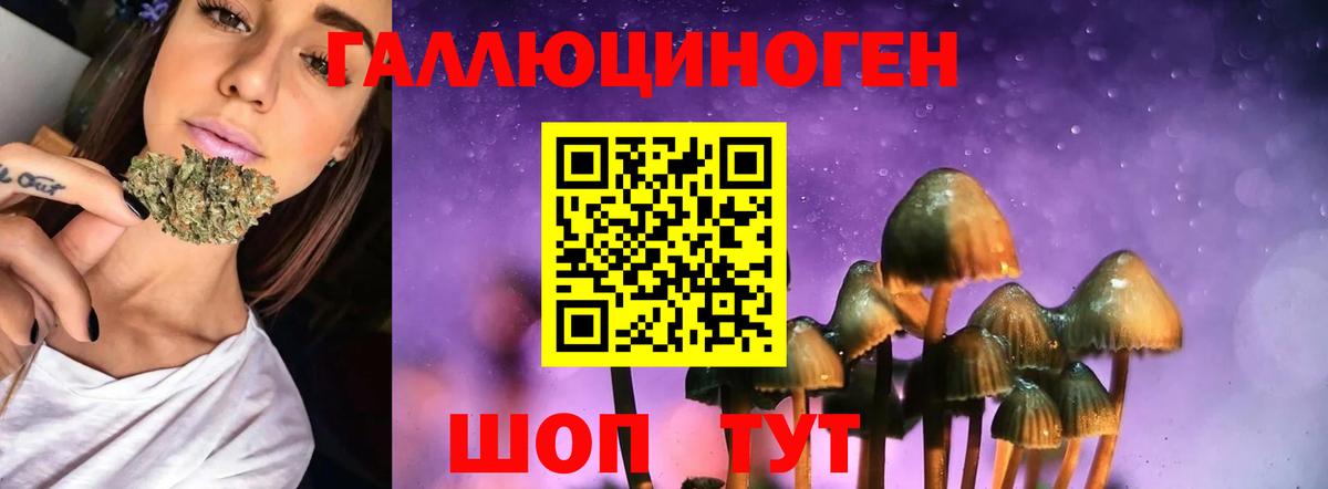 Галлюциногенные грибы Psilocybine cubensis Светлоград